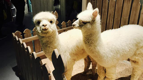家居賣場開動物樂園，羊駝、土撥鼠等600只動物齊聚